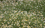 Mayweed <BR>Stinking chamomile